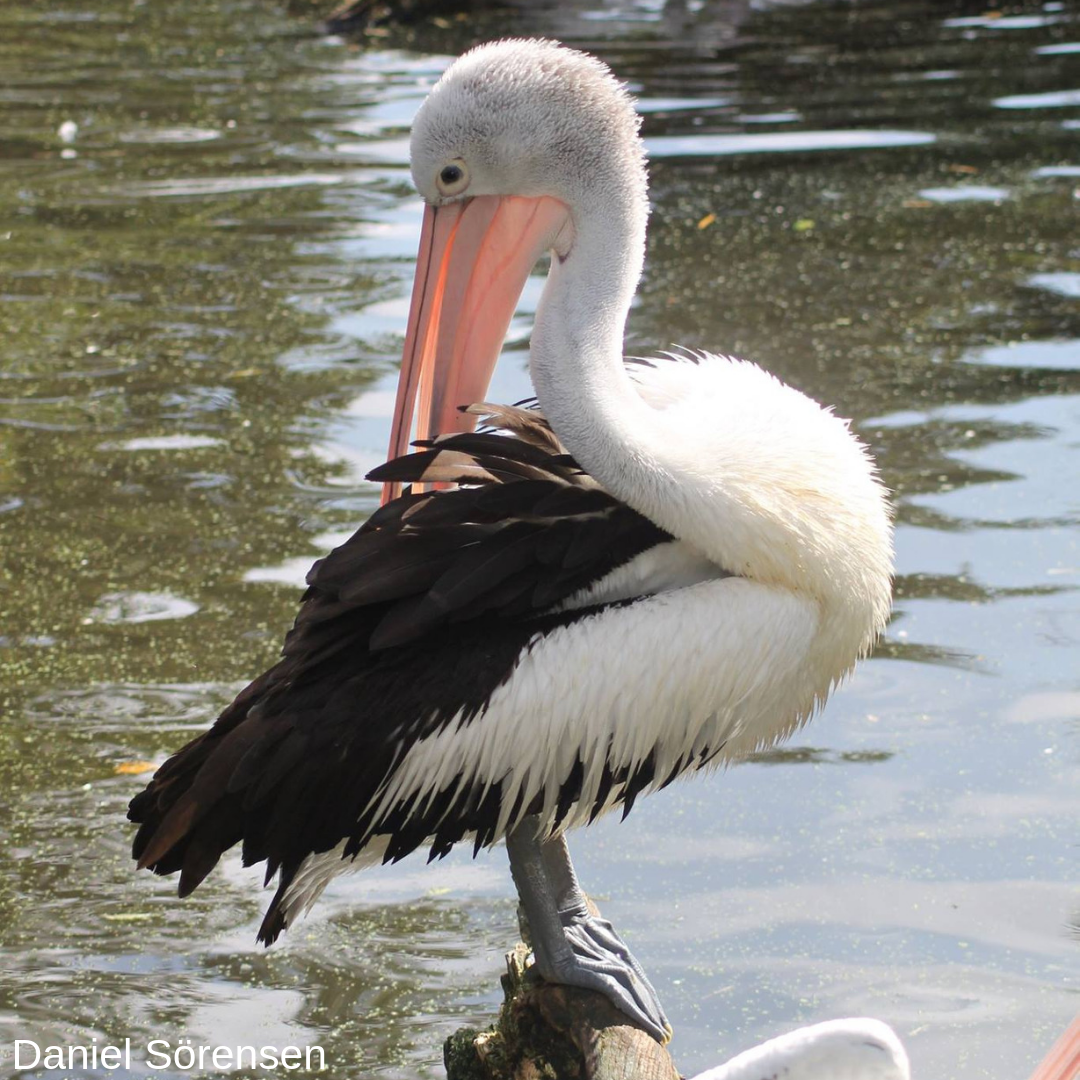 Australian pelican