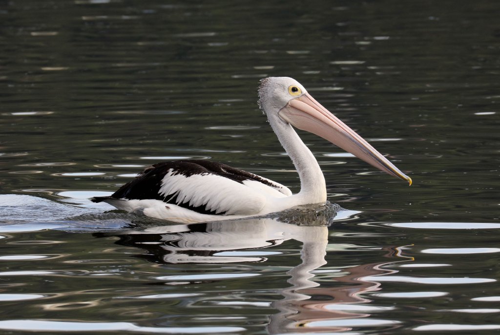 Australian Pelican