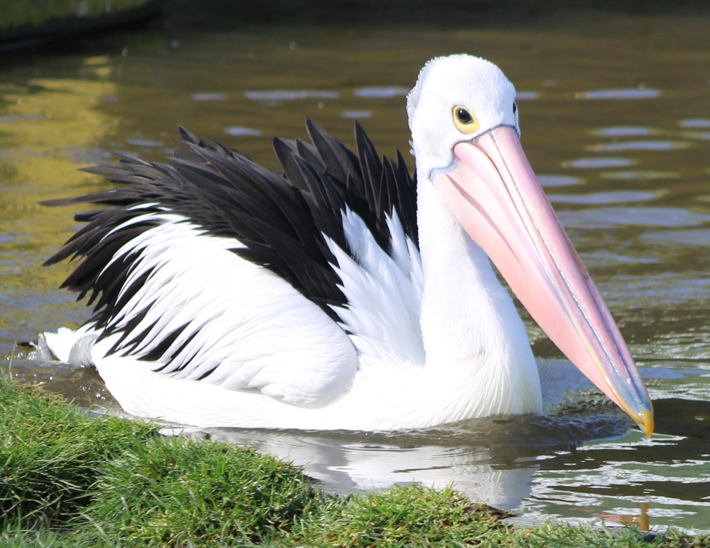 Australian pelican