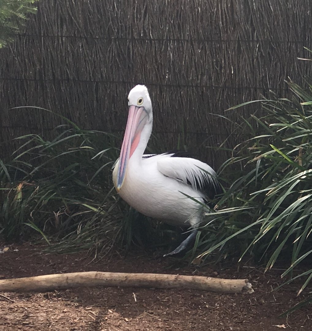 Australian Pelican