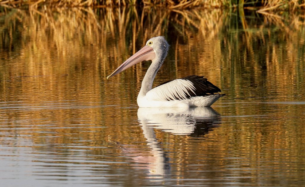 Australian Pelican
