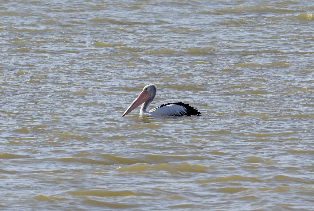 Australian Pelican