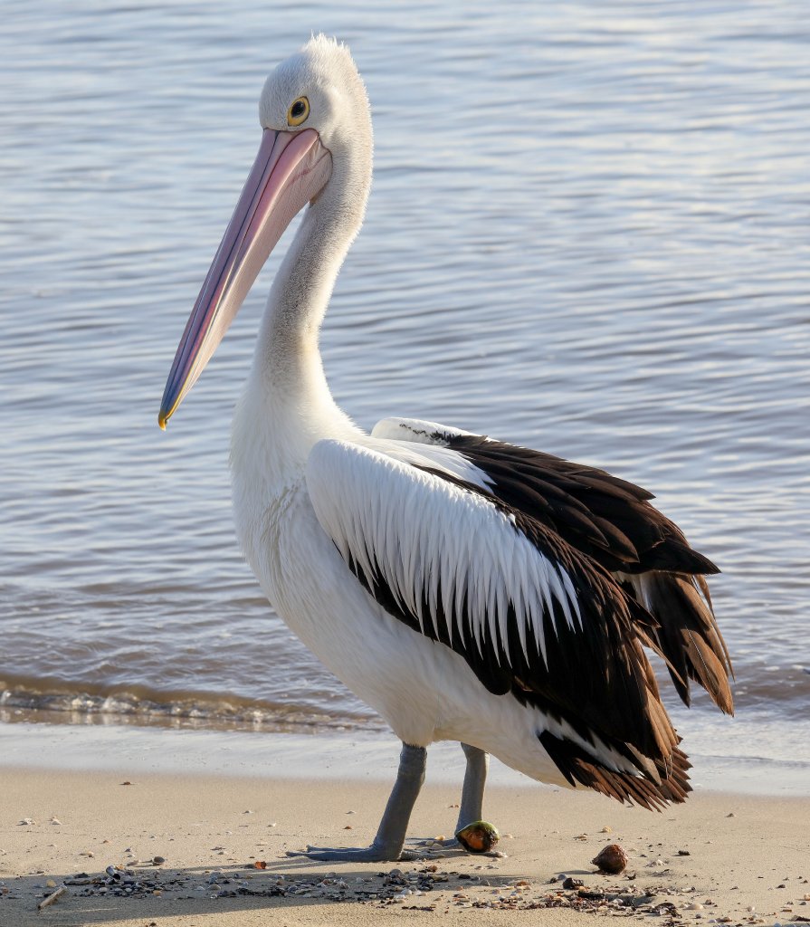Australian Pelican