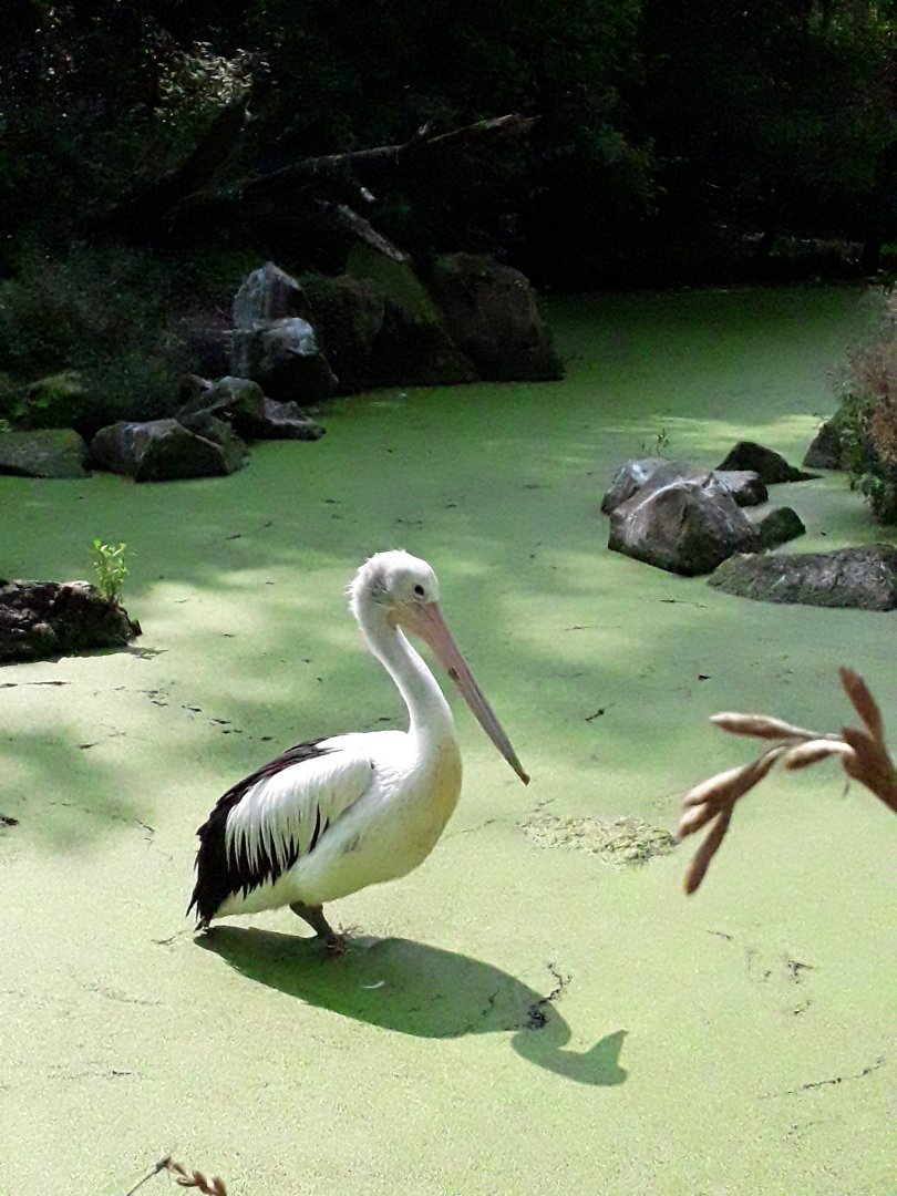 Australian pelican