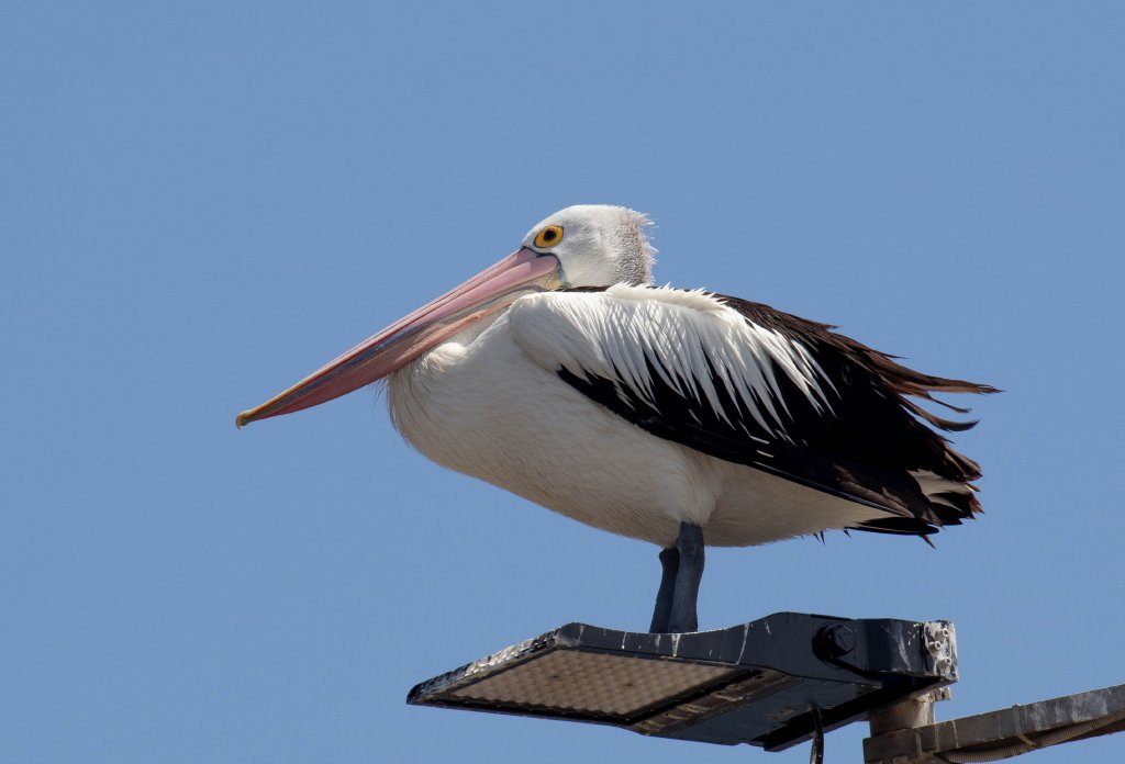 Australian Pelican
