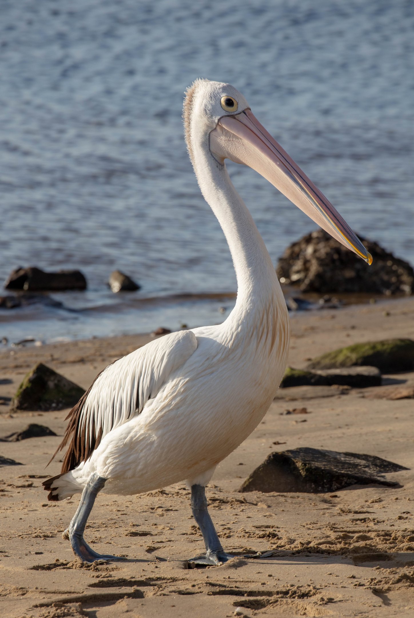 Australian Pelican