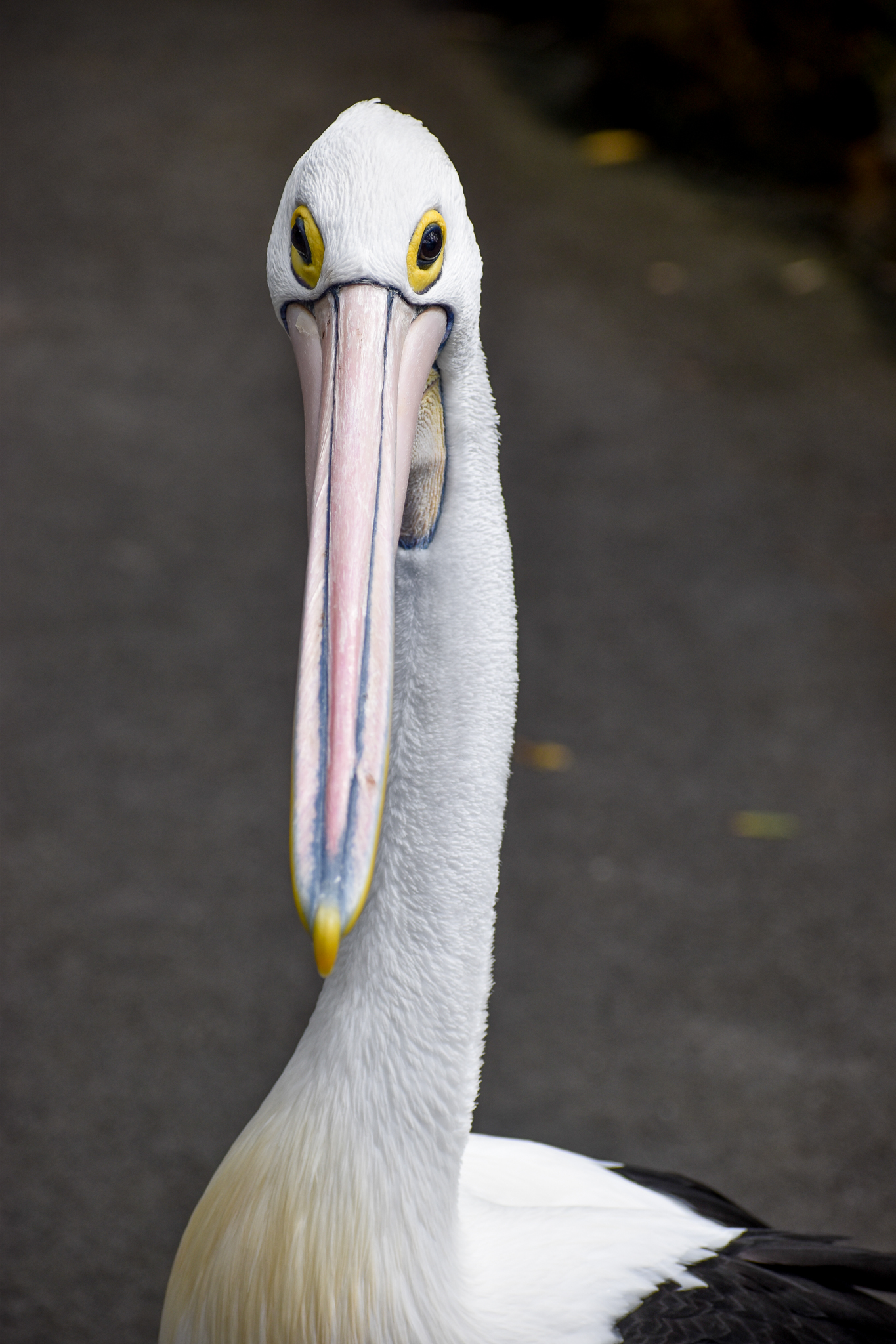 Australian Pelican