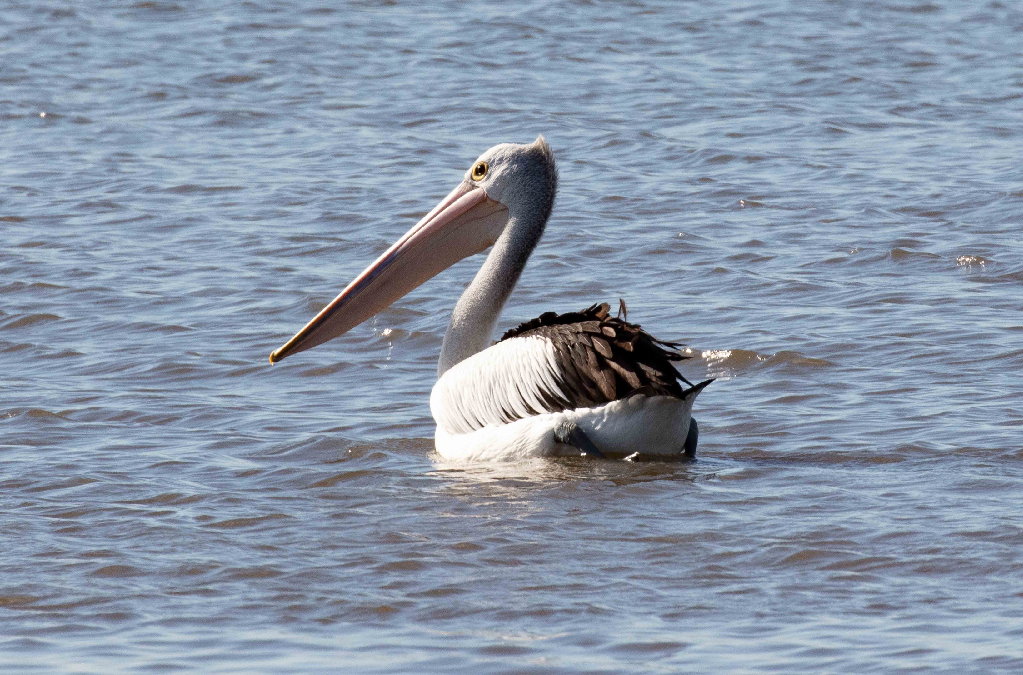 Australian Pelican