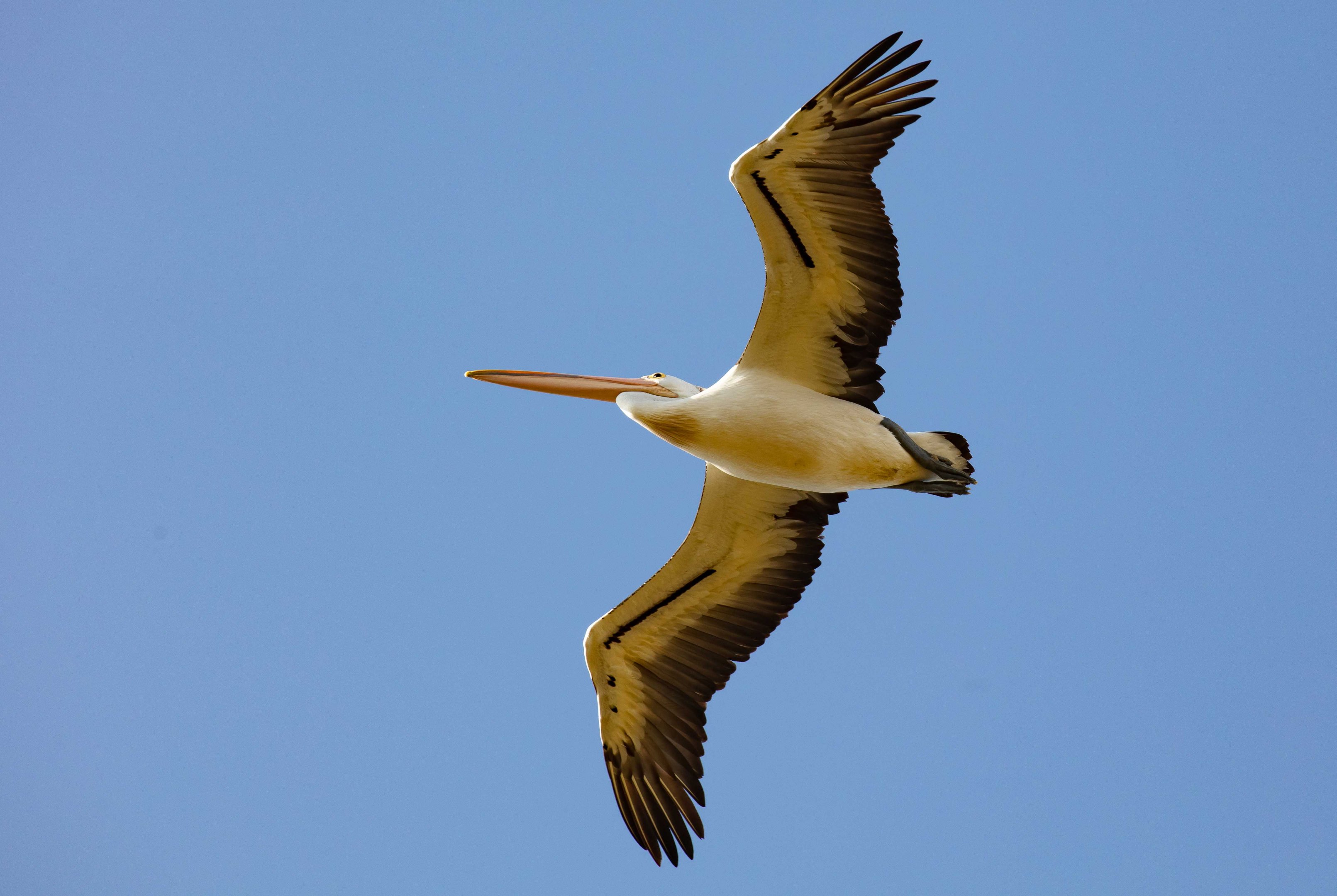 Australian Pelican