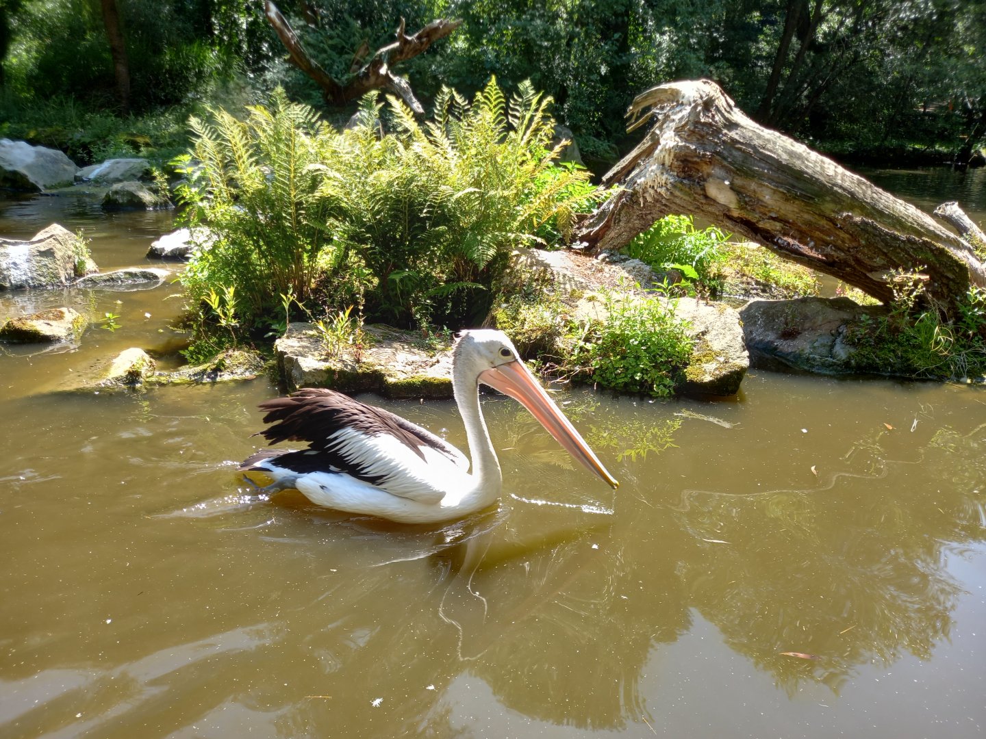 Australian pelican