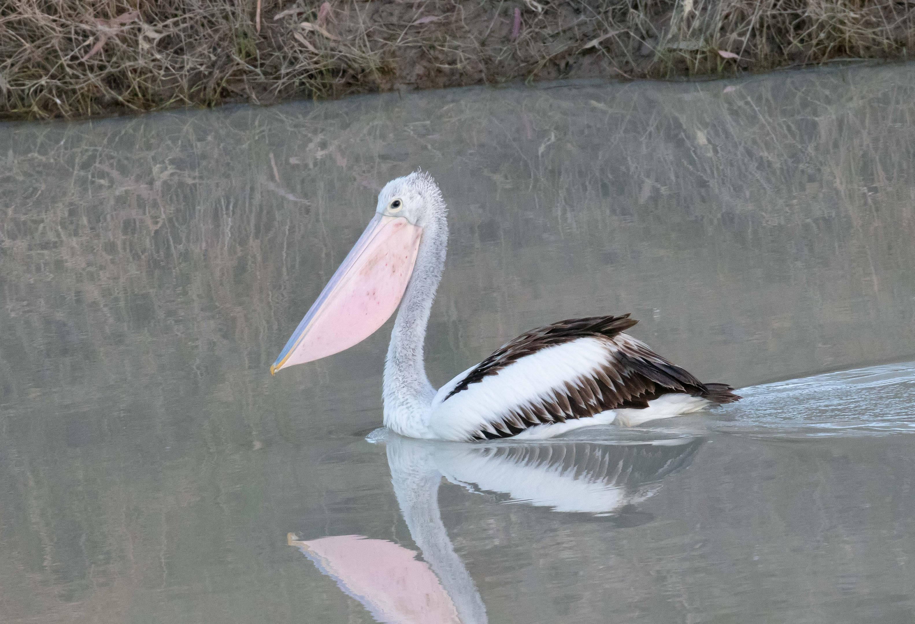 Australian Pelican