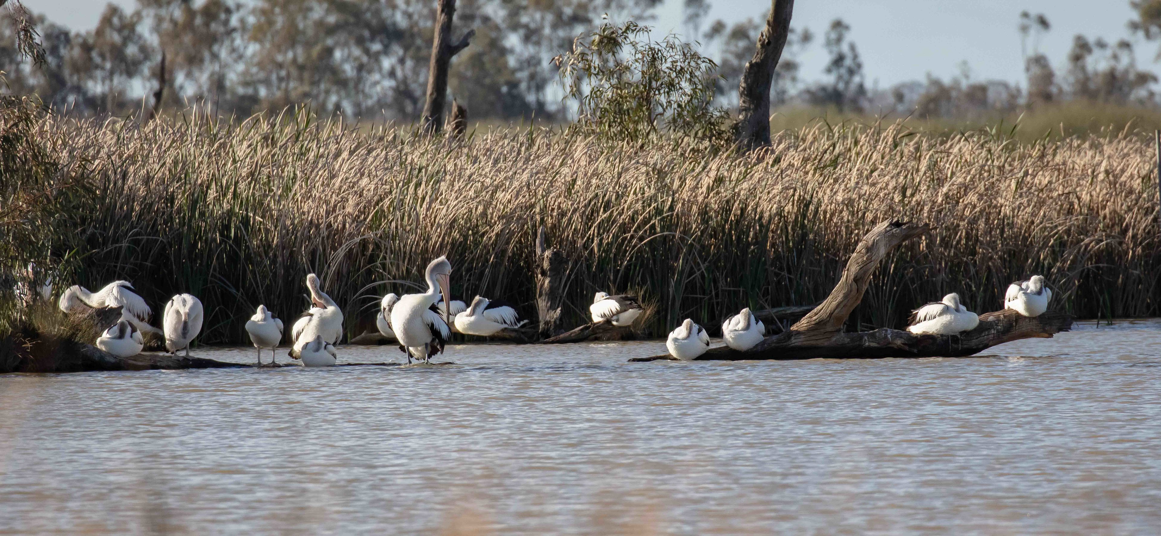 Australian Pelican