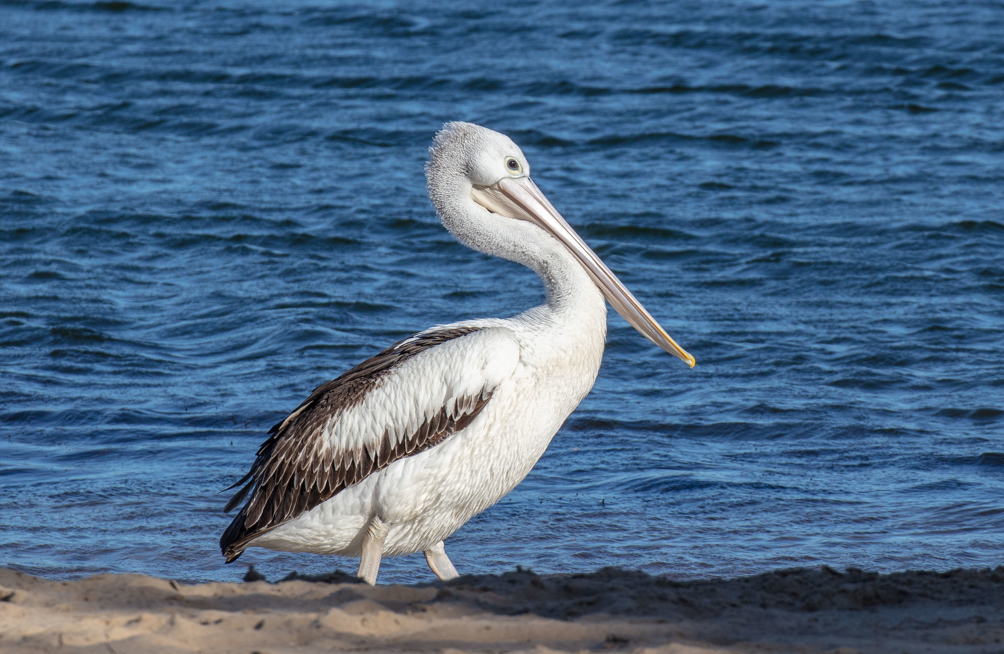 Australian Pelican