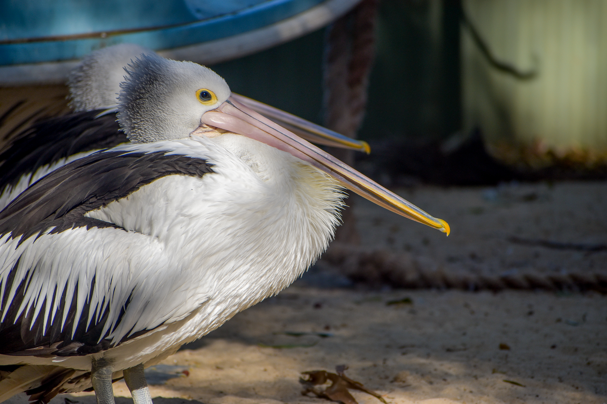 Australian Pelican