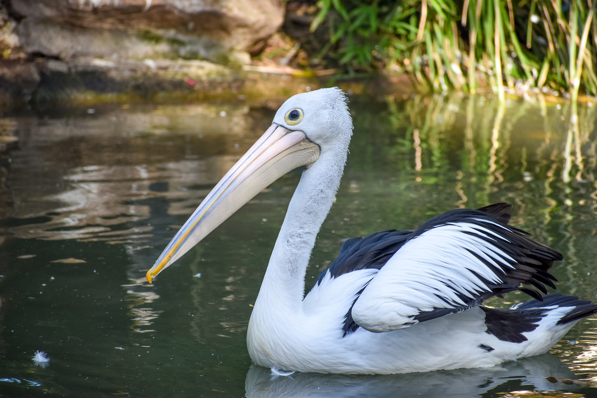 Australian Pelican