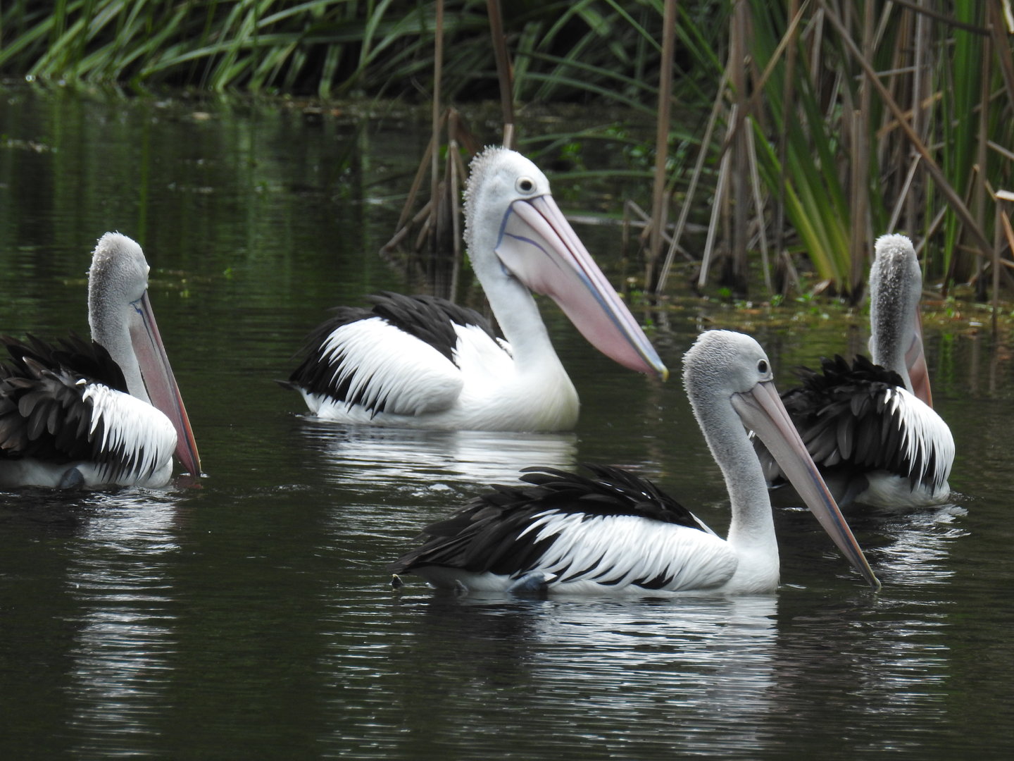 Australian Pelican