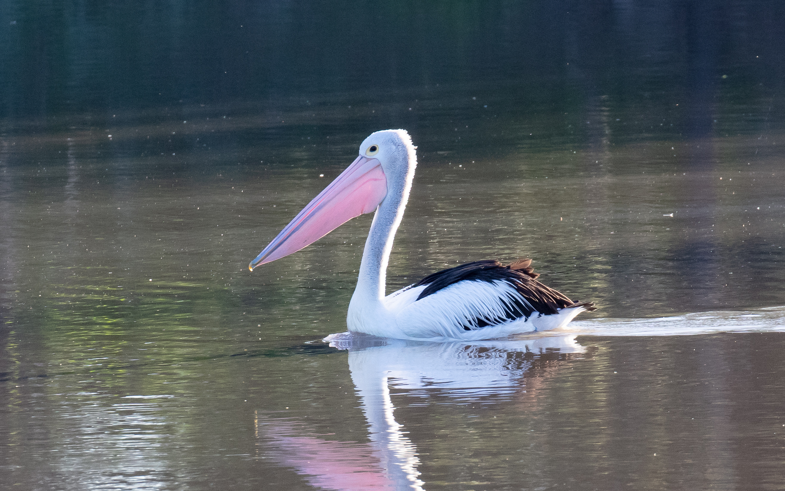 Australian Pelican
