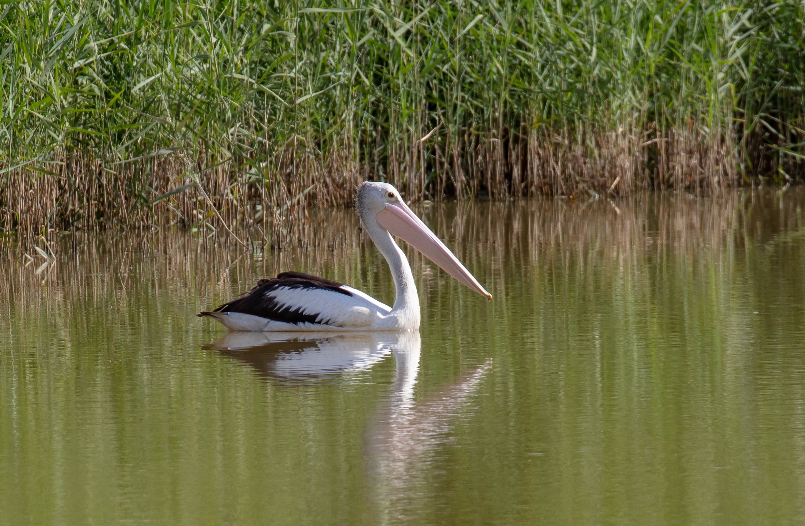 Australian Pelican
