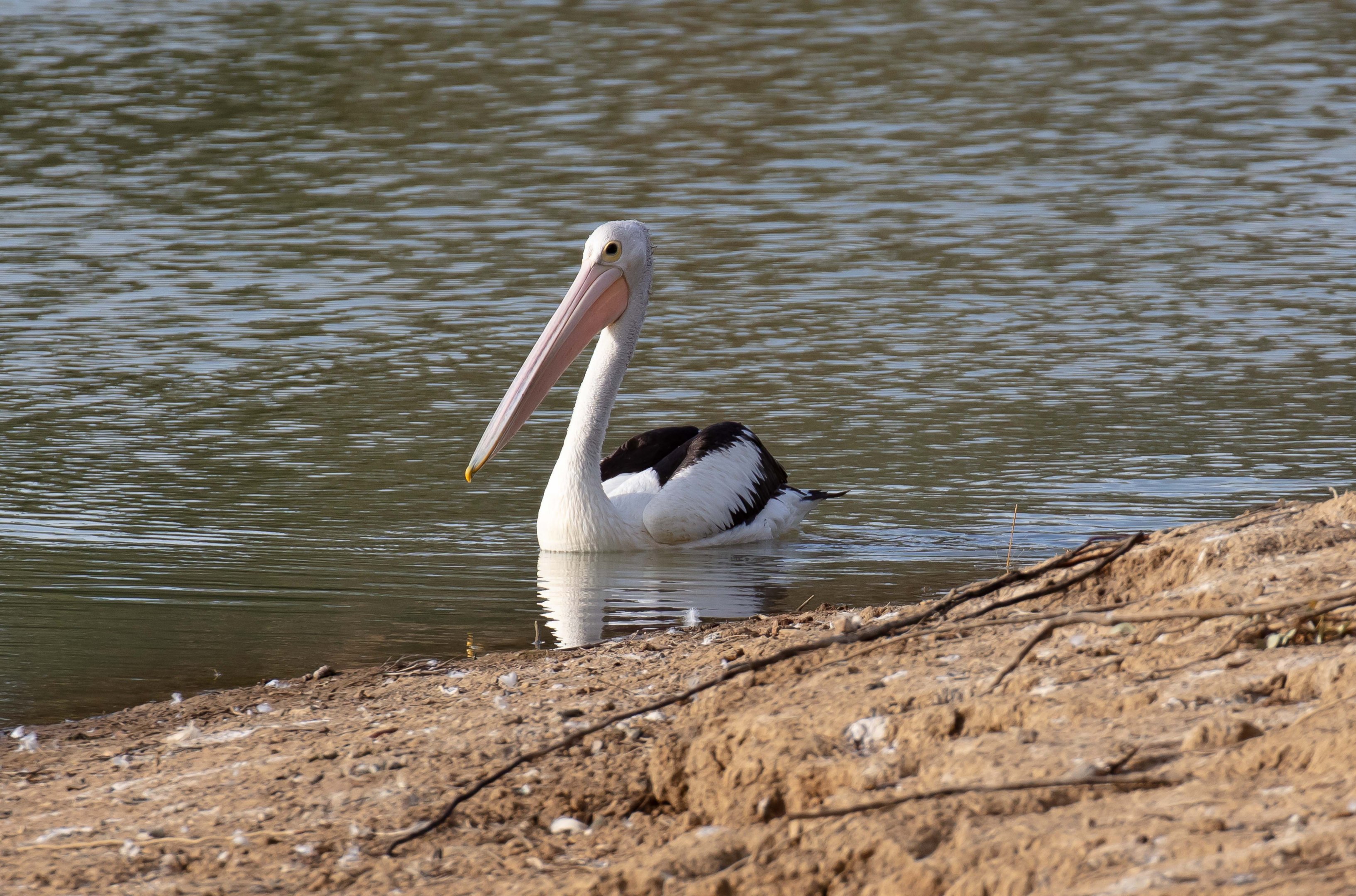 Australian Pelican