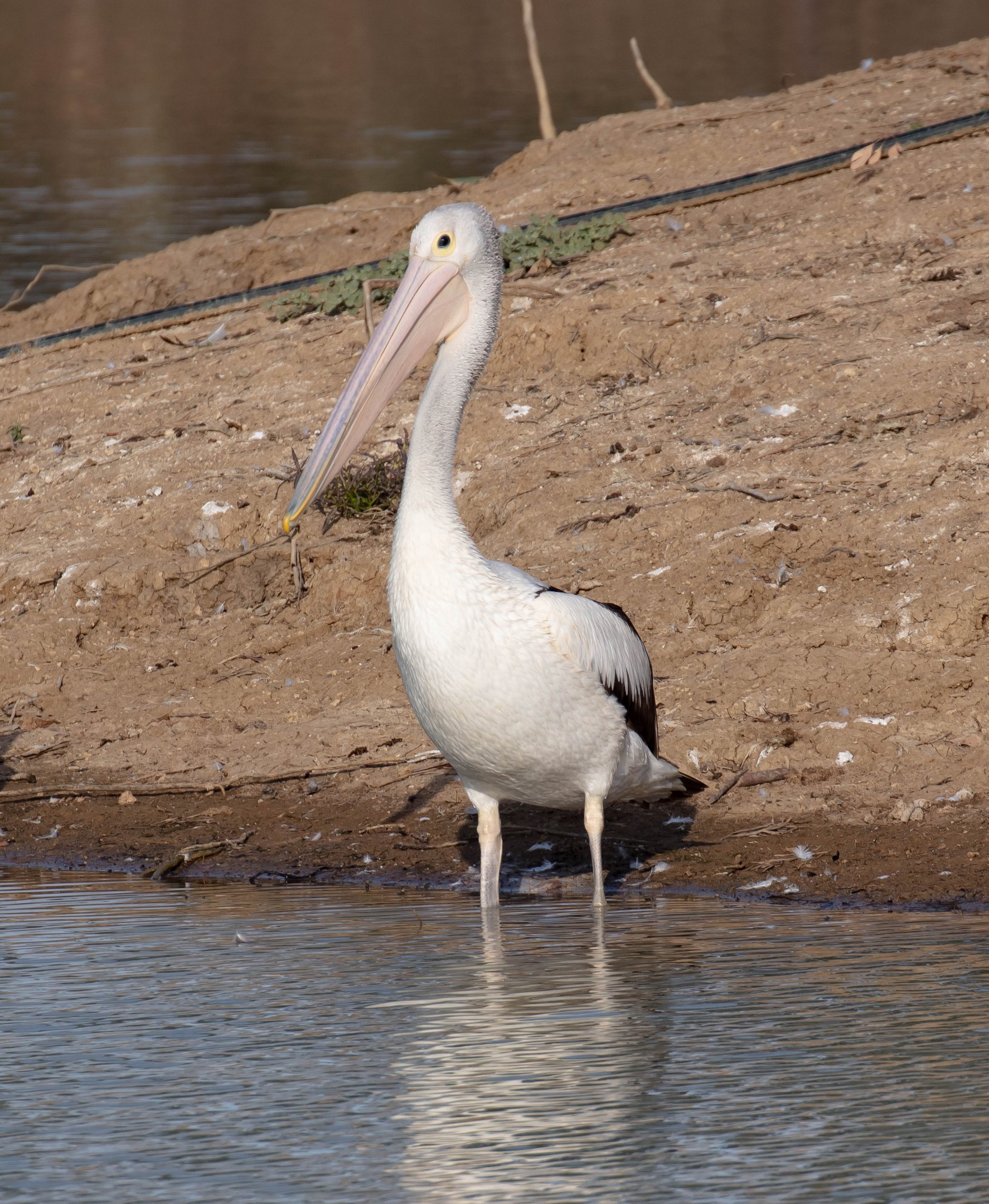 Australian Pelican
