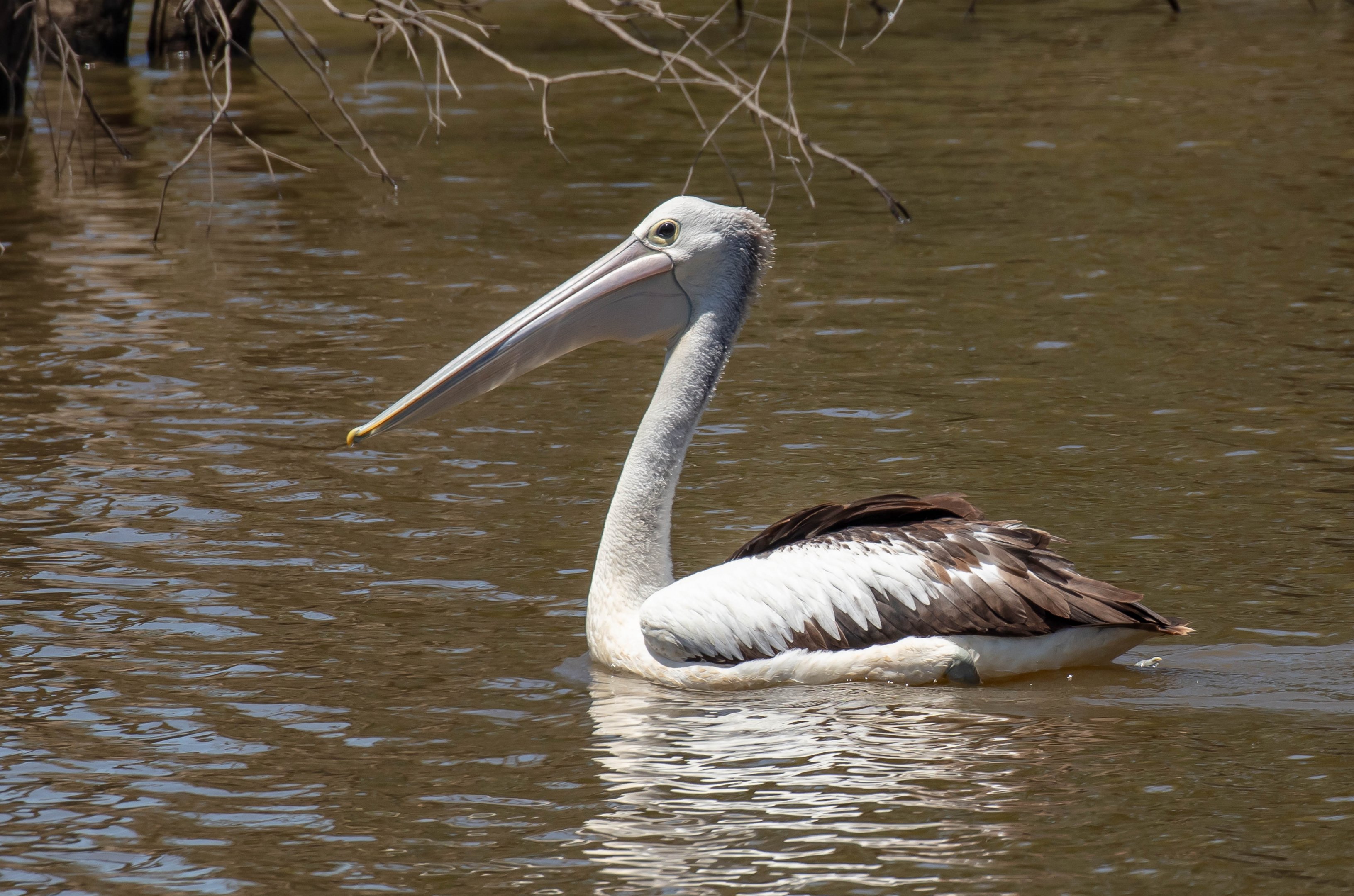 Australian Pelican