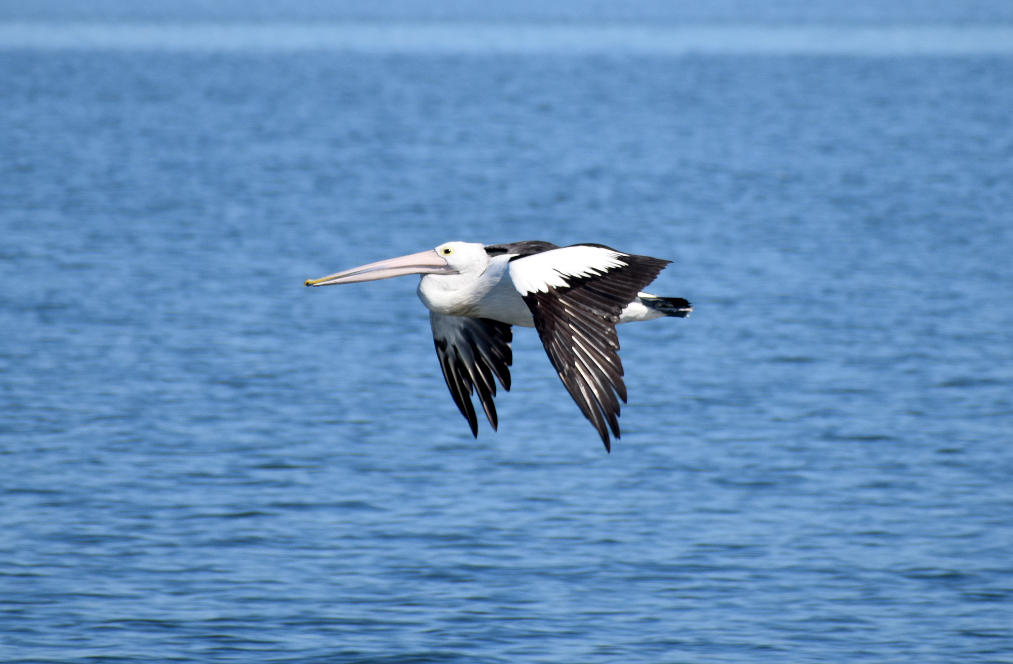 Australian Pelican