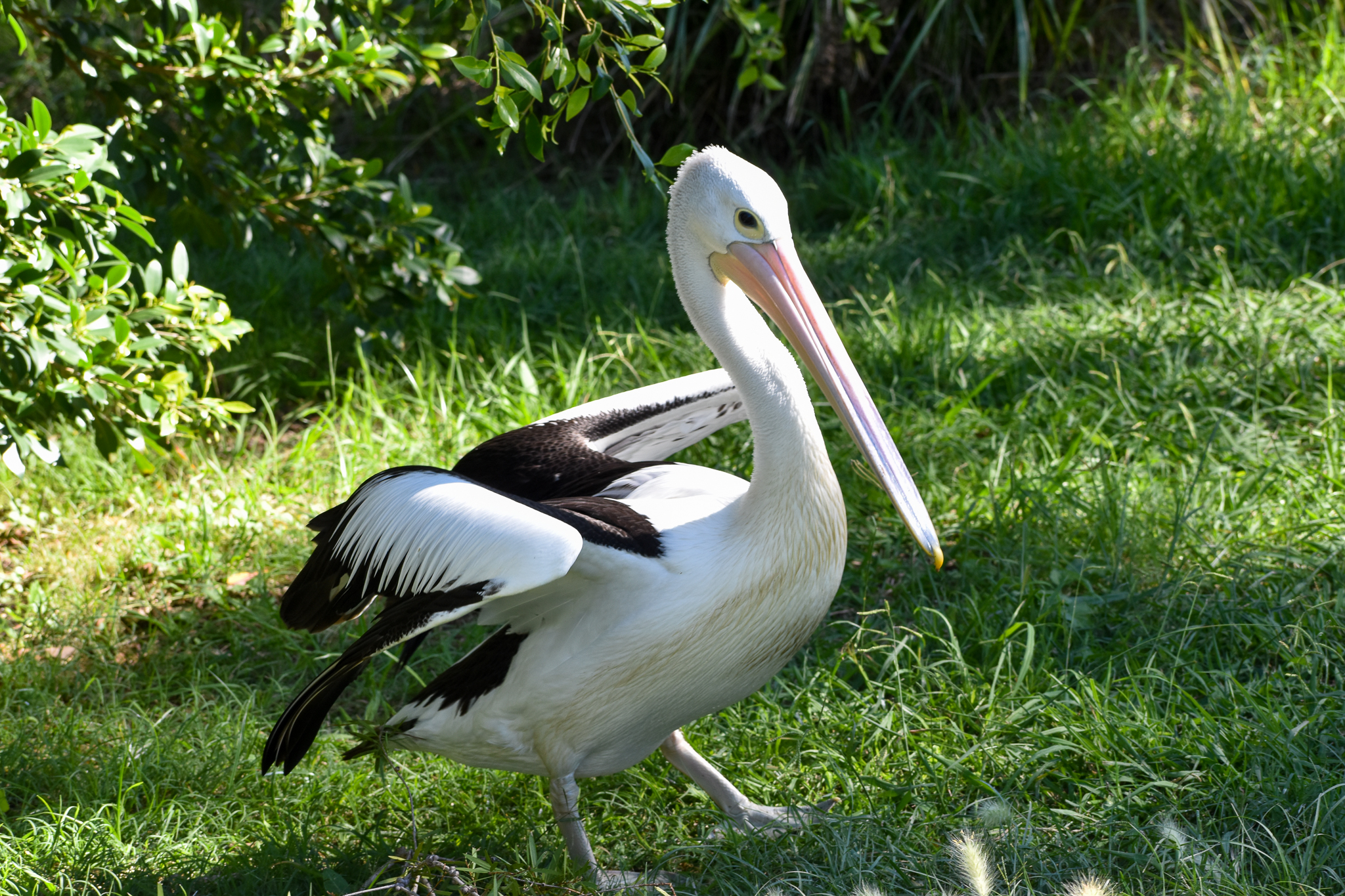 Australian Pelican