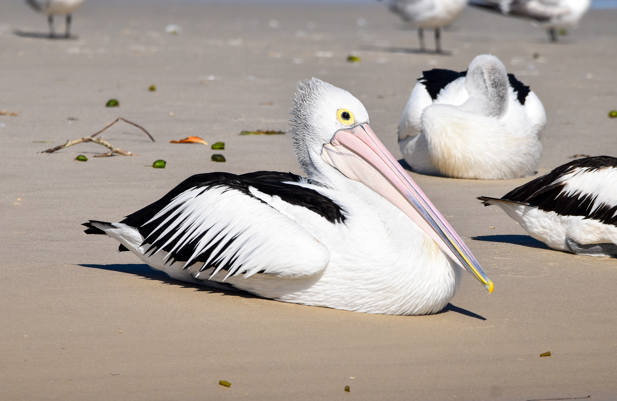 Australian Pelican