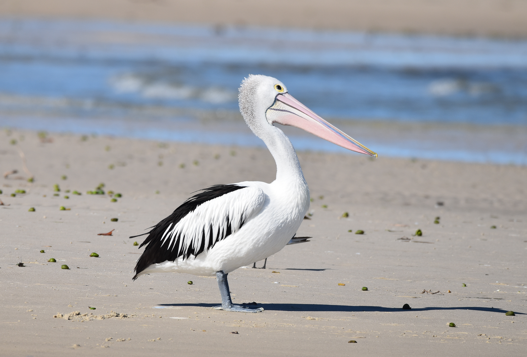 Australian Pelican