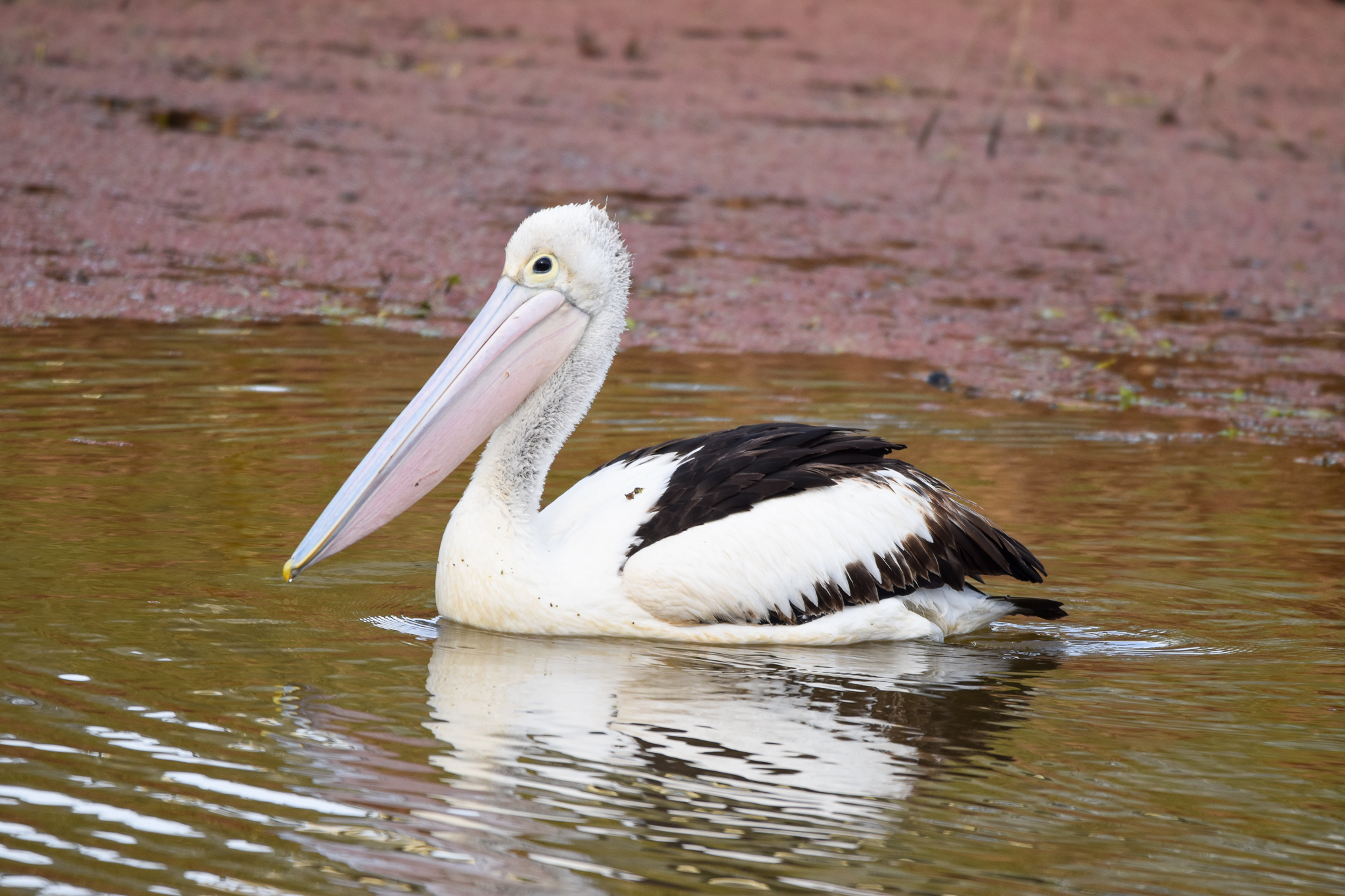 Australian Pelican