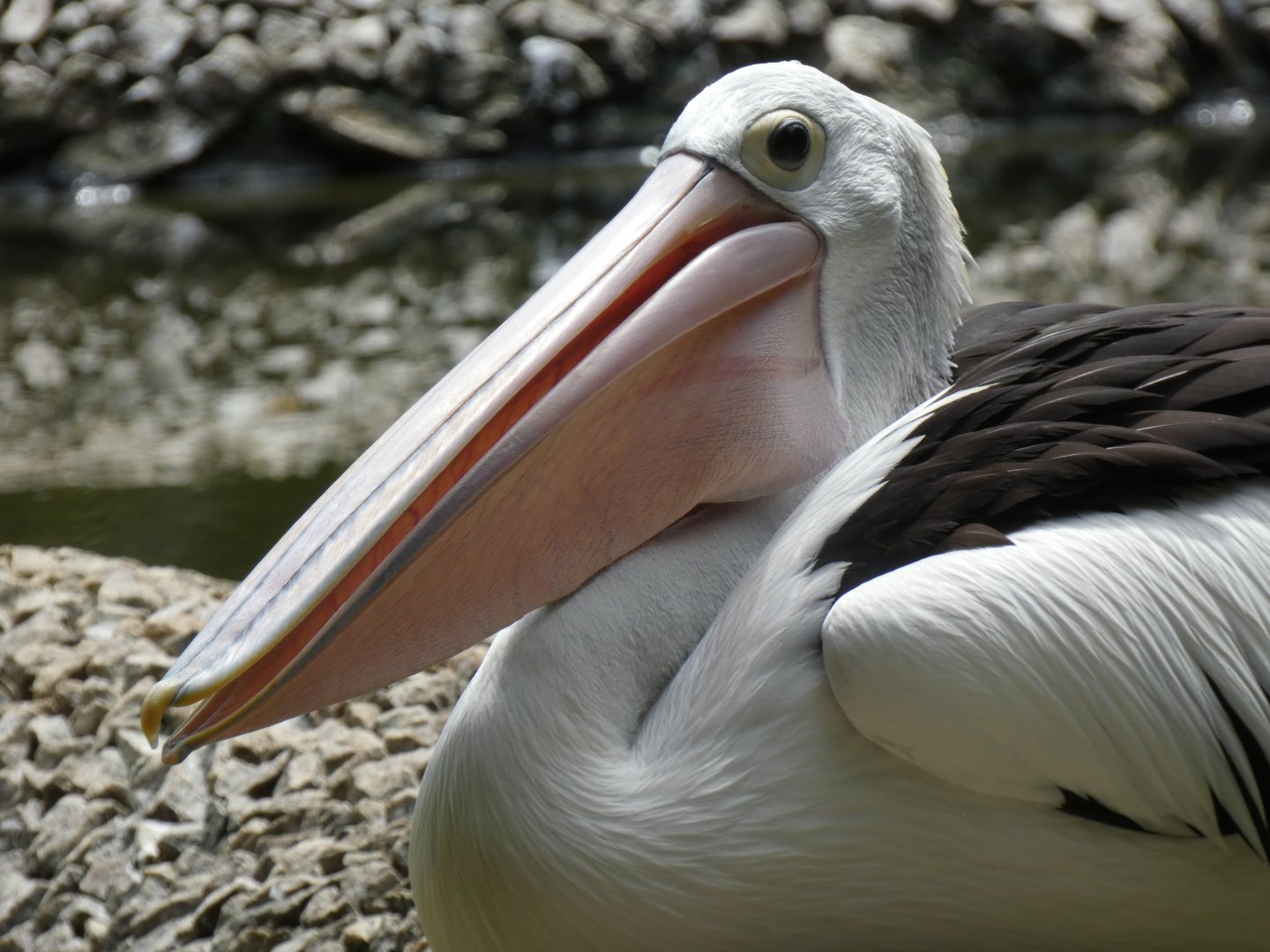 Australian pelican