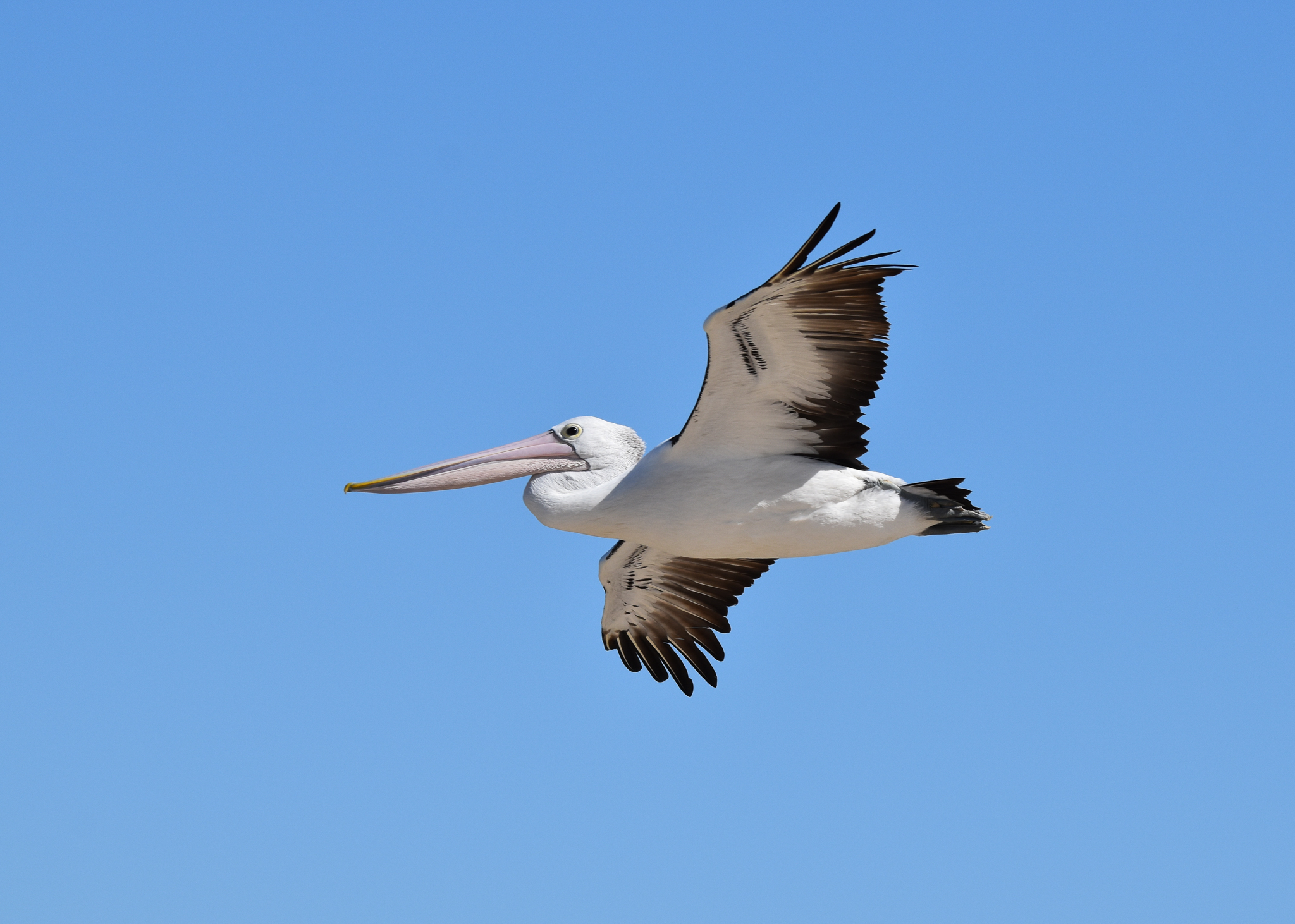 Australian Pelican