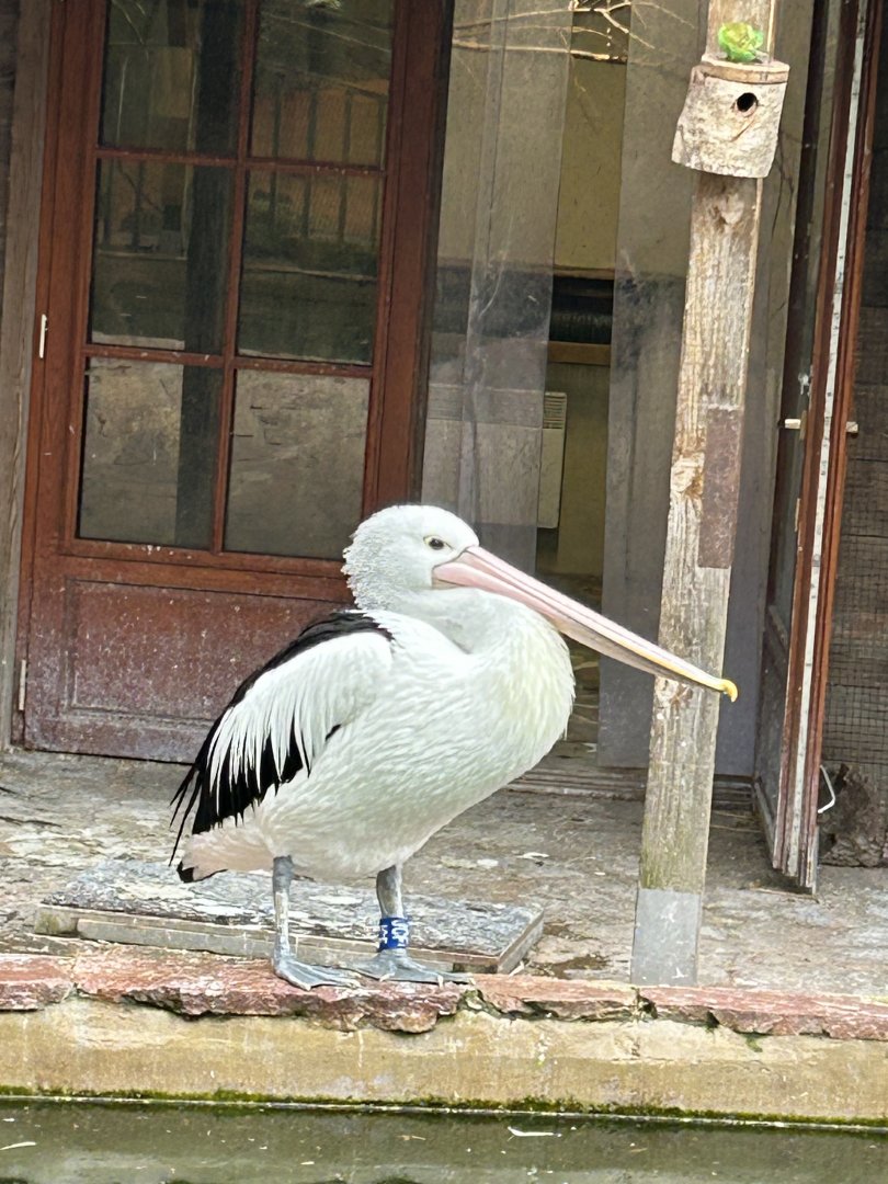 Australian pelican