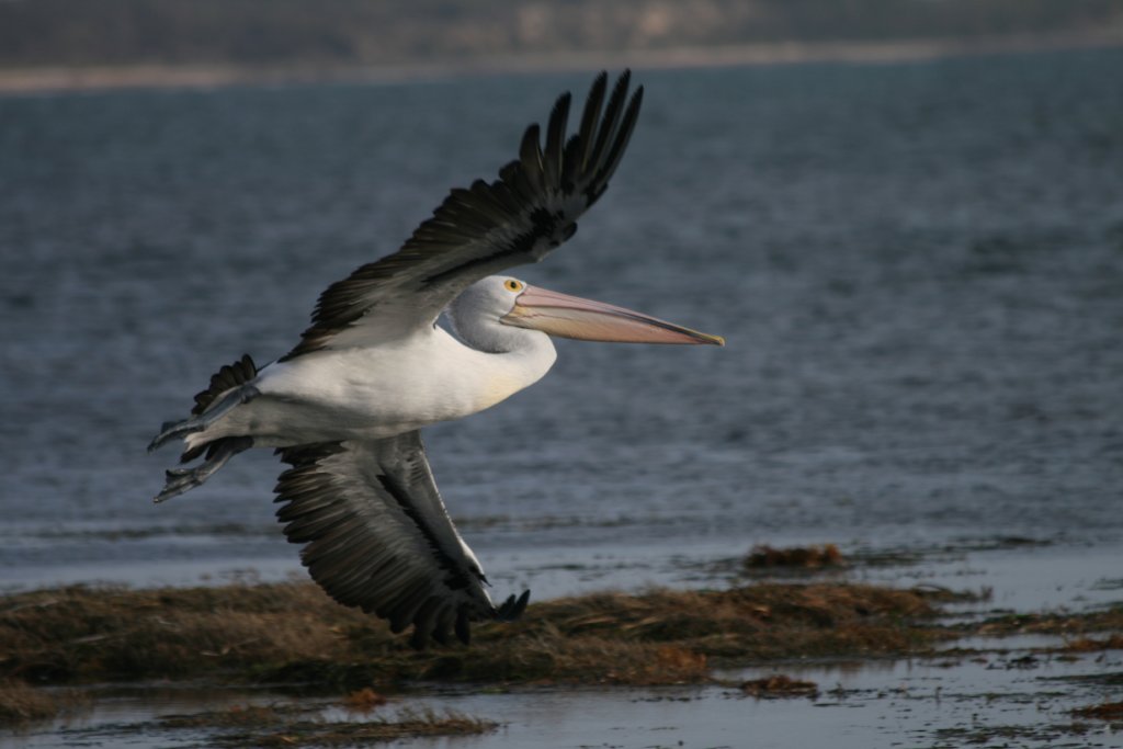 Australian Pelican