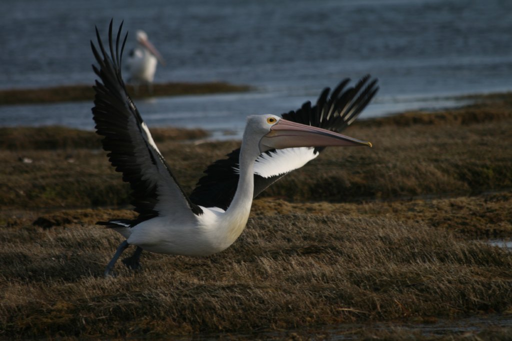 Australian Pelican
