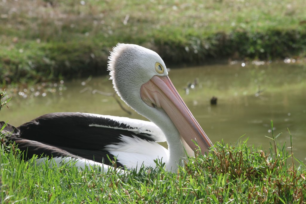 Australian Pelican