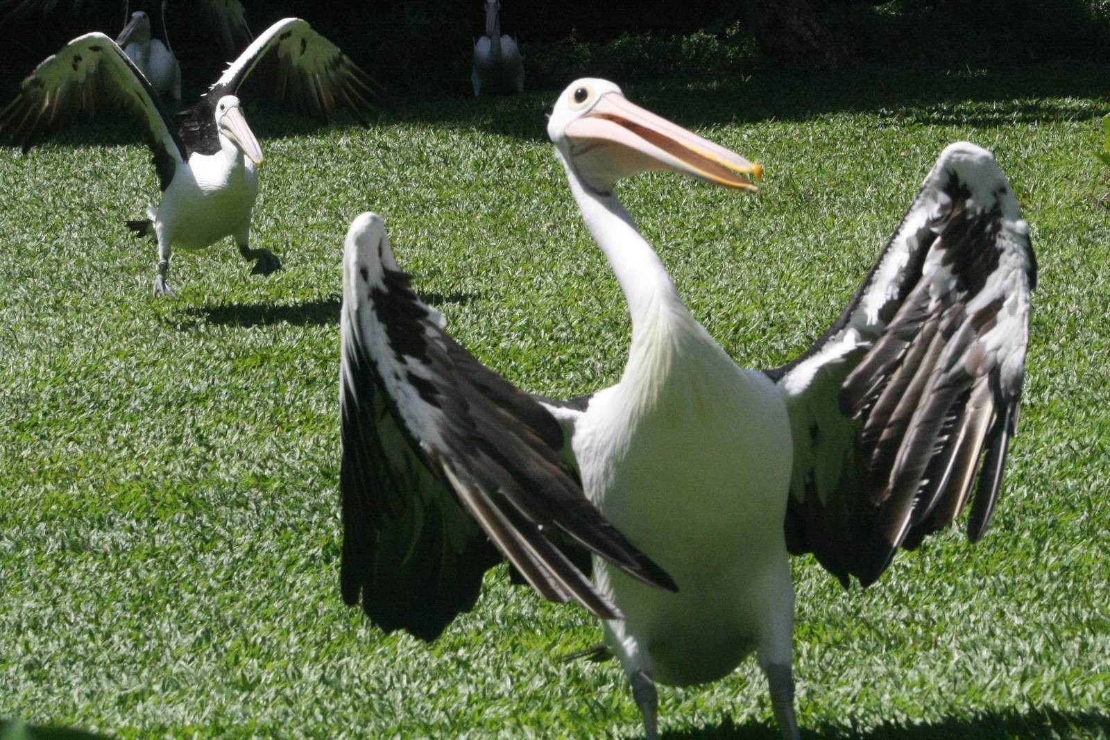 Australian Pelicans - 2015