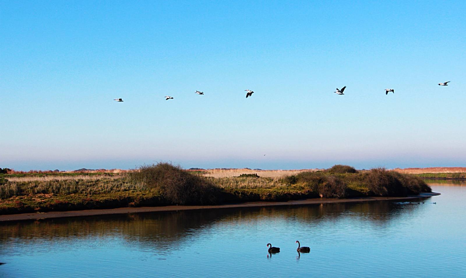 Australian Pelicans and Black Swans