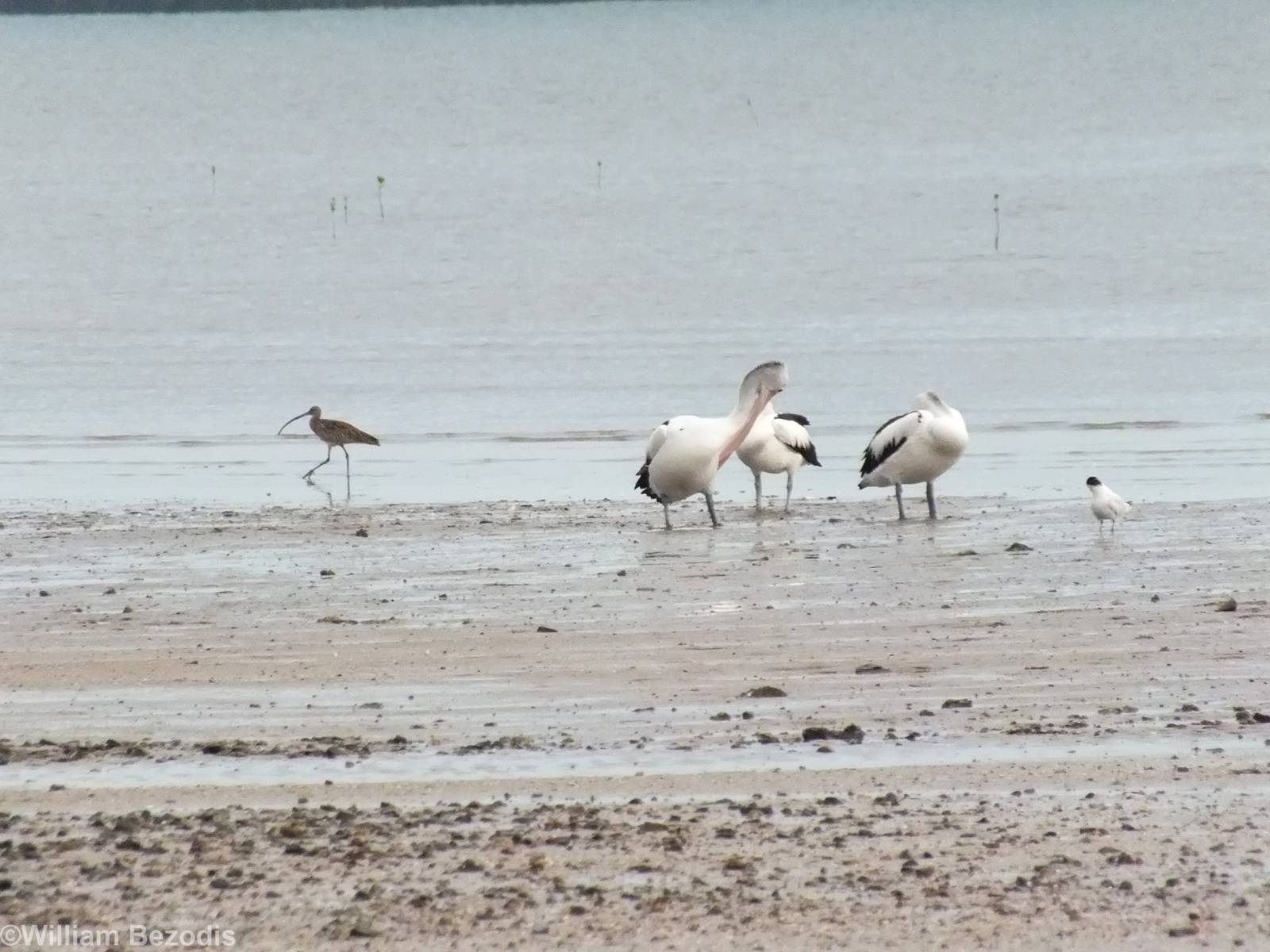 Australian Pelicans and Curlew