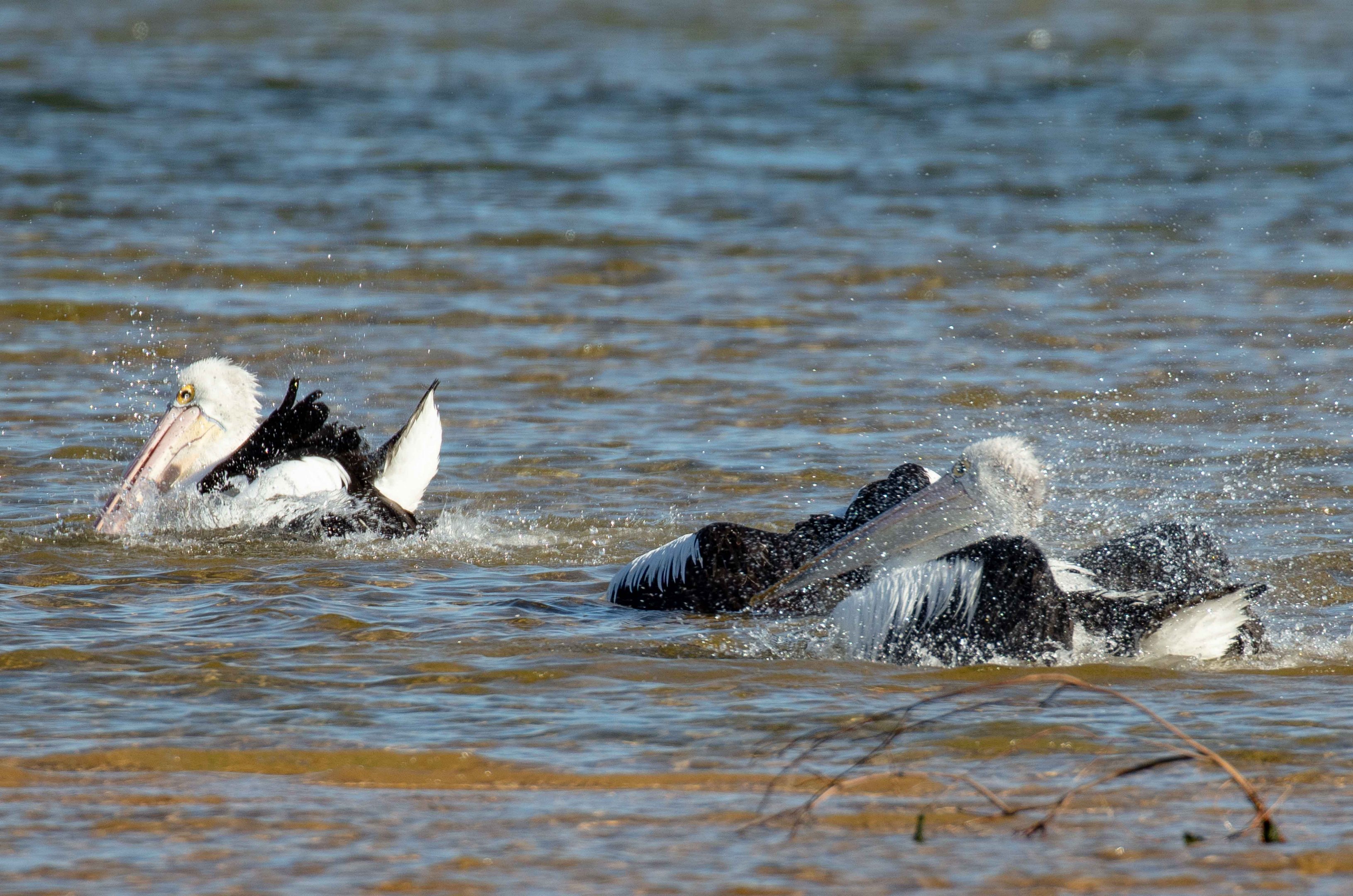 Australian Pelicans bathing