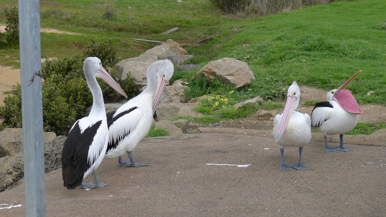 Australian Pelicans - Hastings boat ramp