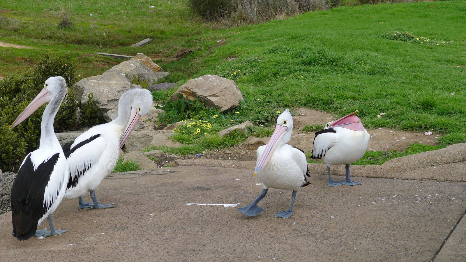 Australian Pelicans - Hastings boat ramp