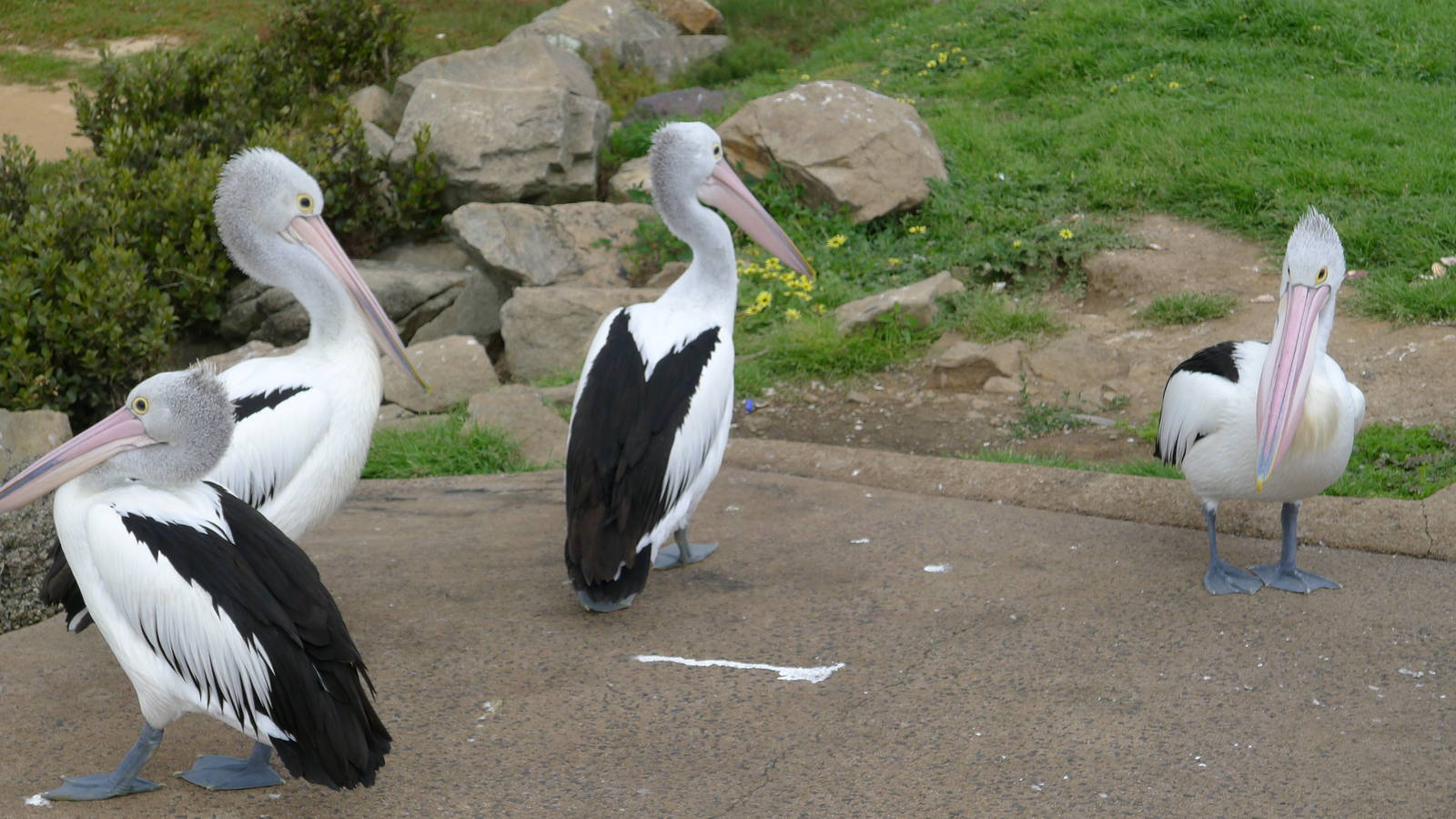 Australian Pelicans - Hastings boat ramp