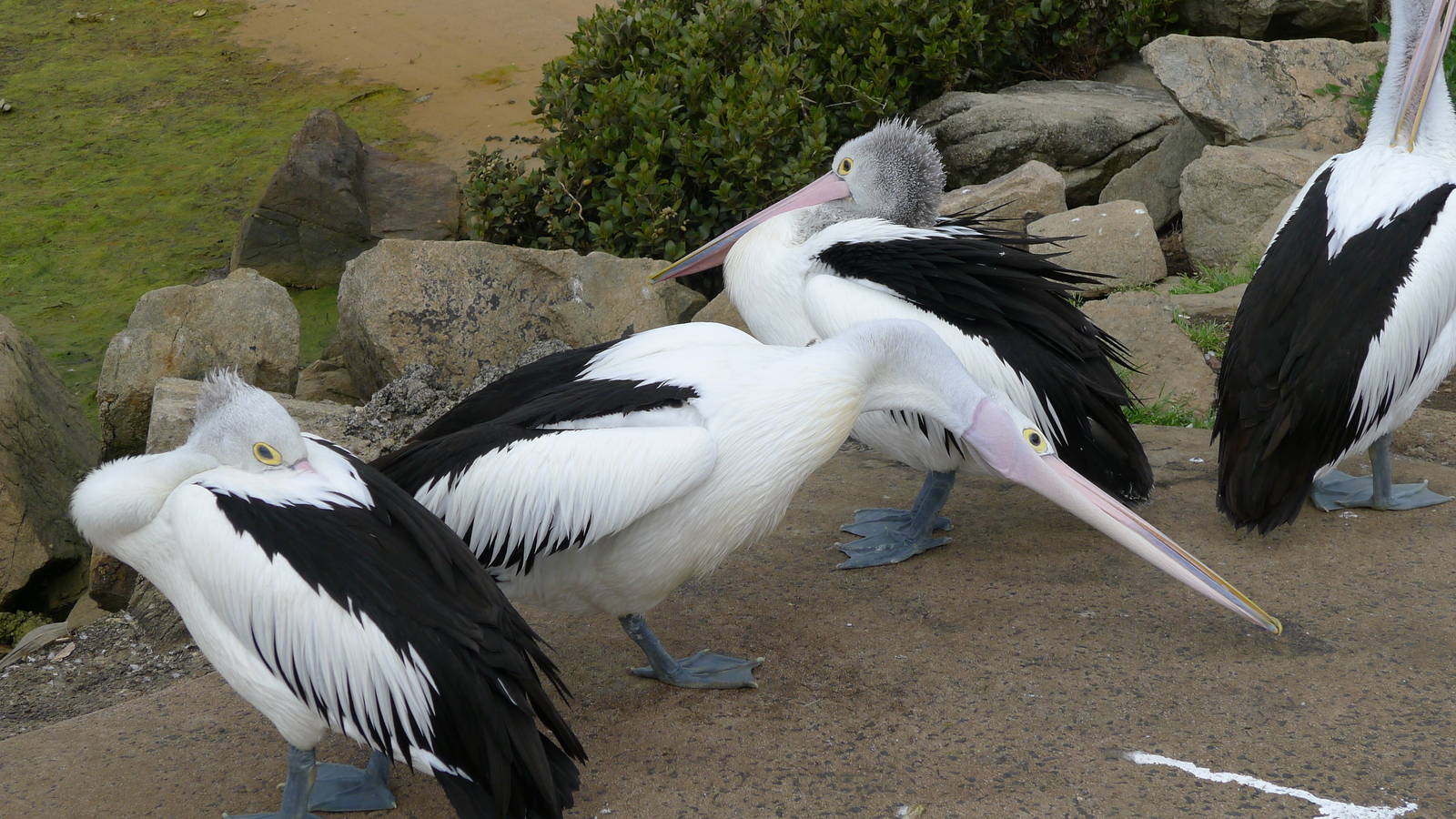 Australian Pelicans - Hastings boat ramp