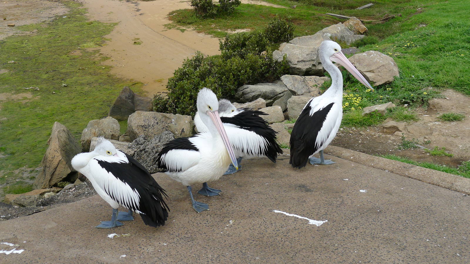 Australian Pelicans - Hastings boat ramp