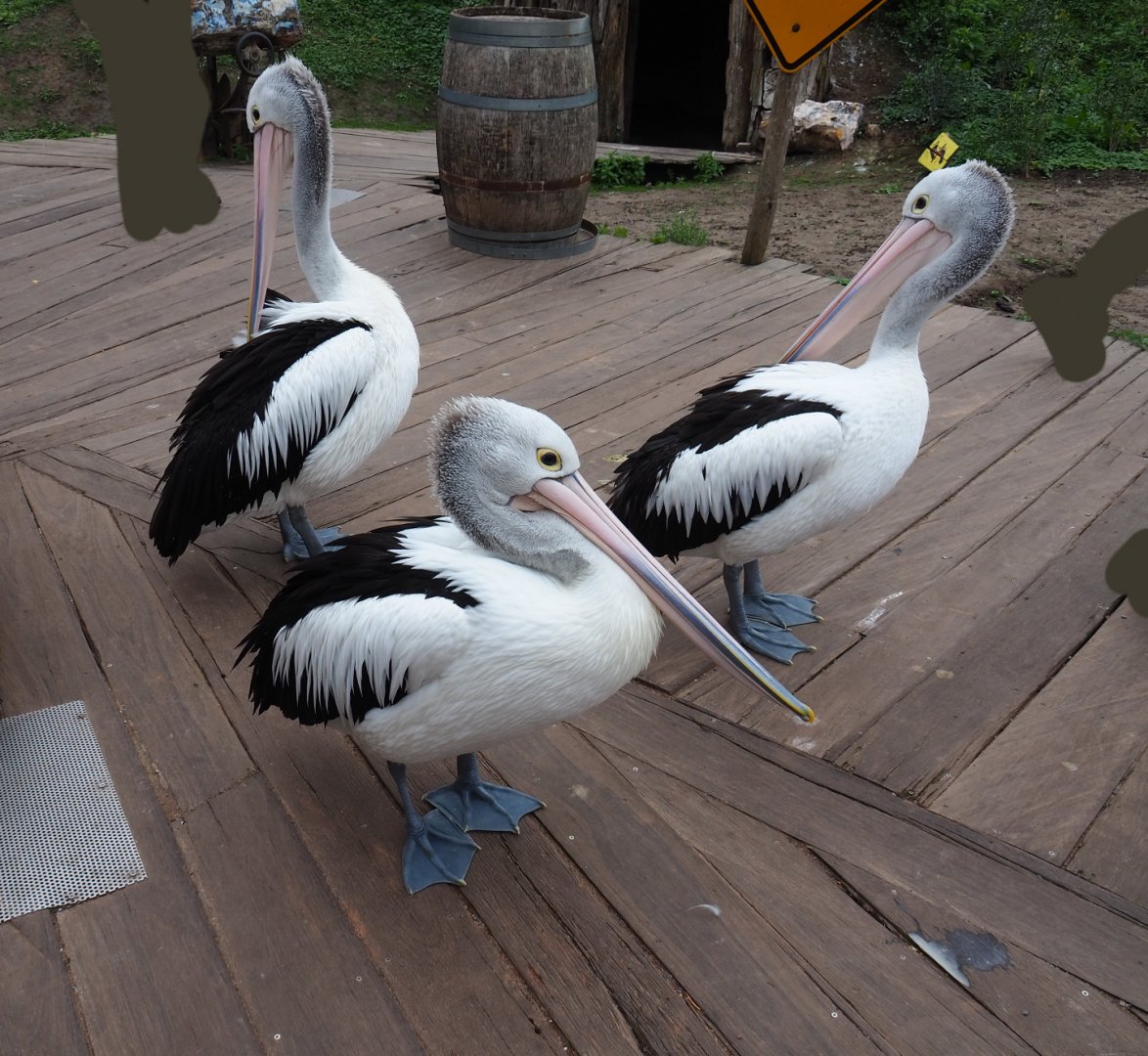 Australian pelicans (Pelecanus conspicillatus), 2019-10-04