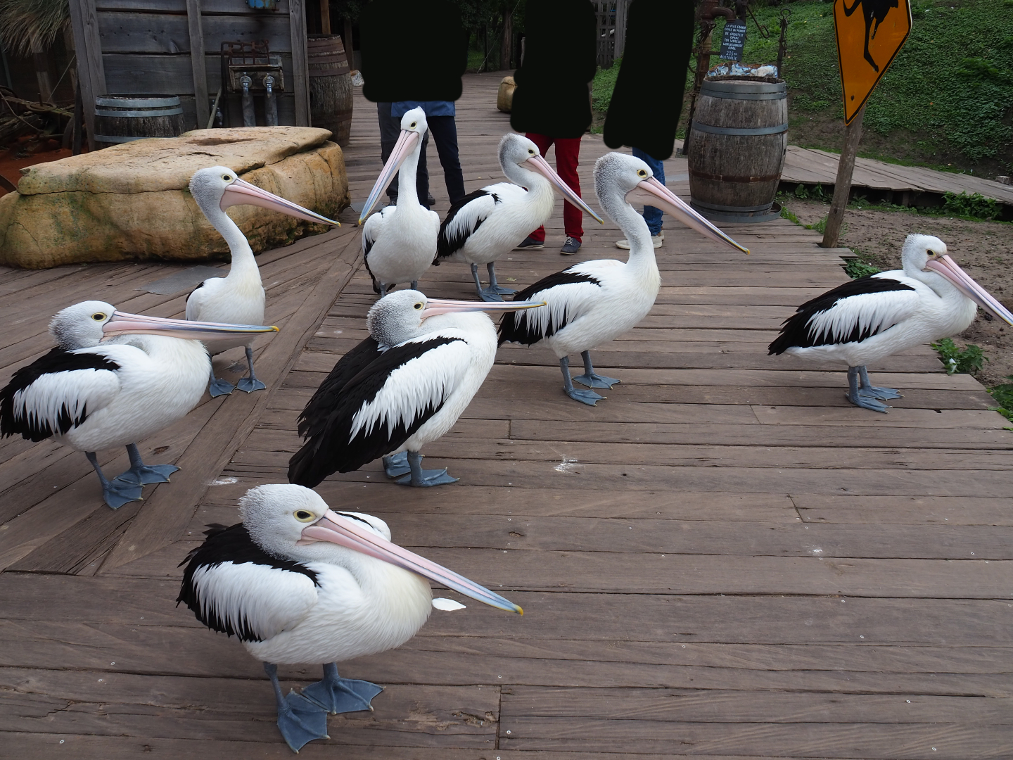 Australian pelicans (Pelecanus conspicillatus), 2019-10-04