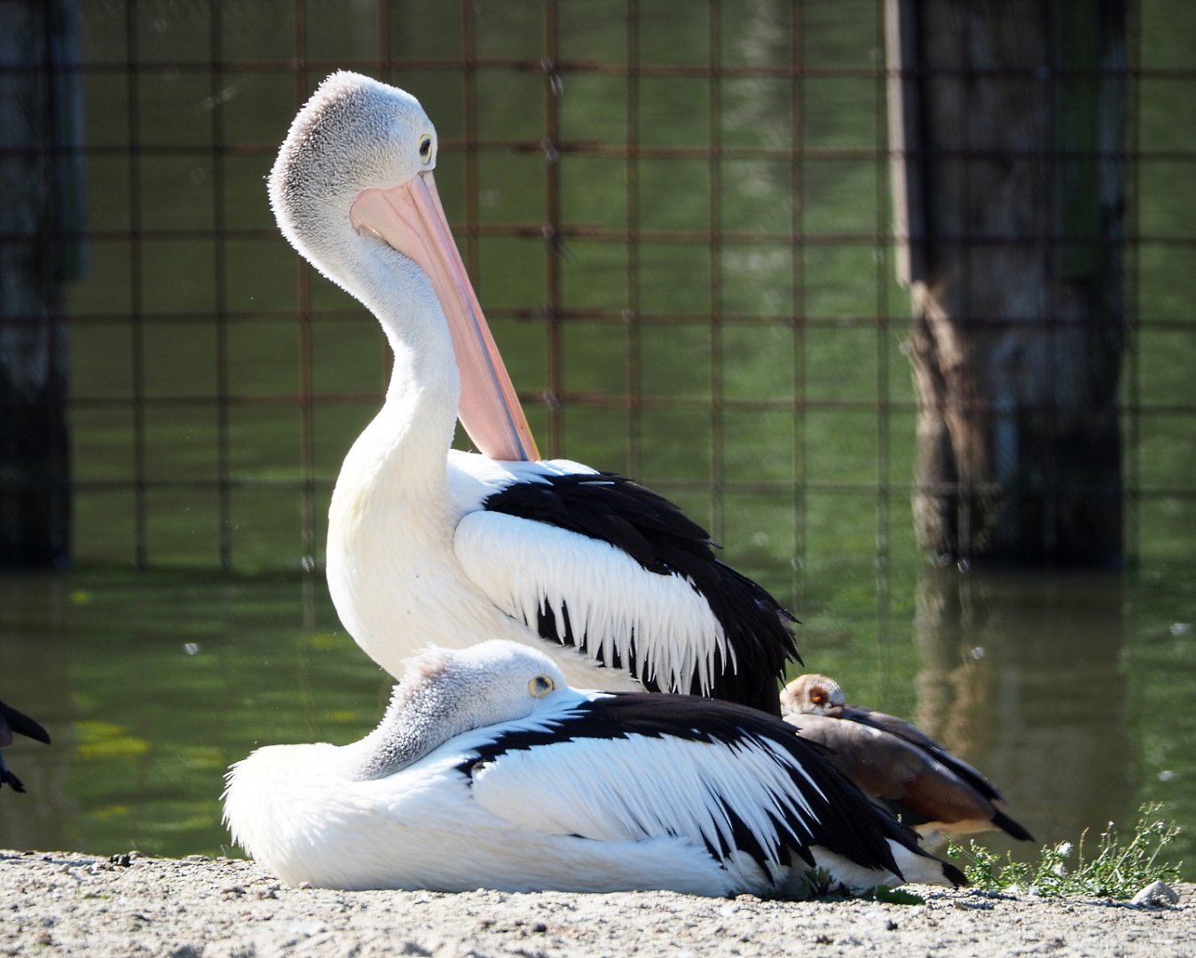 Australian pelicans (Pelecanus conspicillatus), 2021-09-03