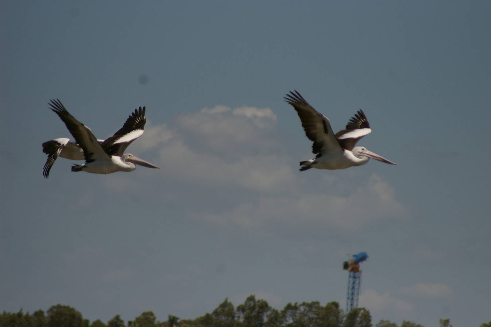 Australian pelicans (Pelecanus conspicillatus)