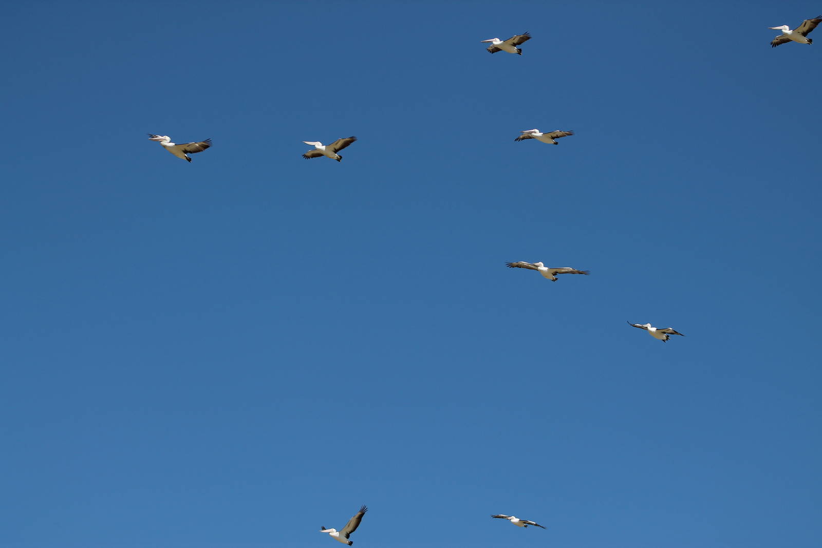Australian pelicans (Pelecanus conspicillatus)